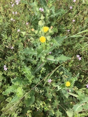 Sonchus asper