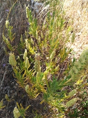 Lavandula viridis