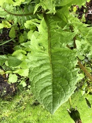 Taraxacum officinale