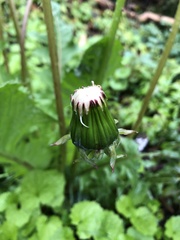 Taraxacum officinale