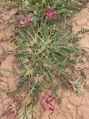 Astragalus incanus