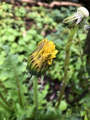 Taraxacum officinale