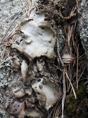 Umbilicaria hirsuta
