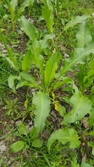 Rumex