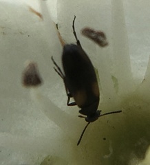 Anaspis fasciata