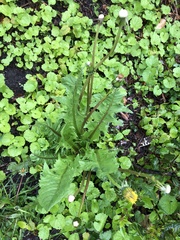 Taraxacum officinale