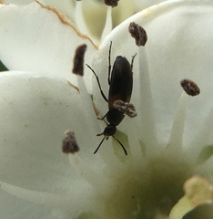 Anaspis fasciata