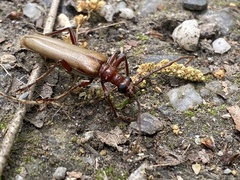 Centrodera decolorata
