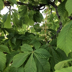 Aesculus hippocastanum