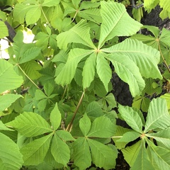Aesculus hippocastanum