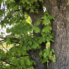 Aesculus hippocastanum