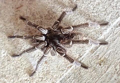 Cyrtopholis bartholomaei