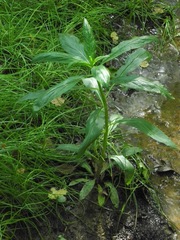 Lobelia siphilitica