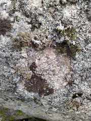 Sphaerophorus fragilis