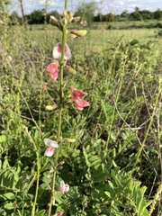 Tephrosia onobrychoides