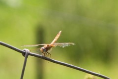 Crocothemis
