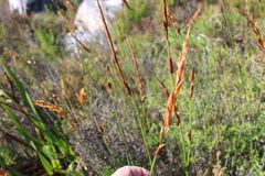 Elegia racemosa