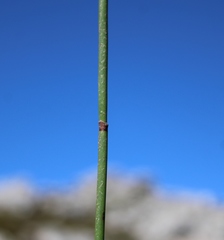 Elegia racemosa