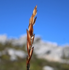 Elegia racemosa