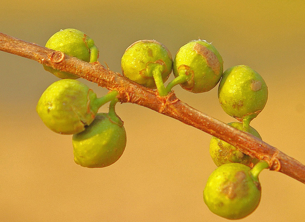 Ficus benjamina