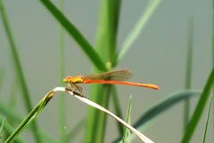Ceriagrion