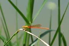 Ceriagrion