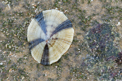 Helcion concolor