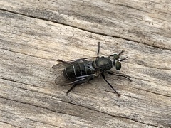 Atomosia melanopogon