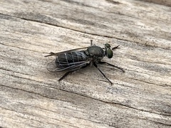 Atomosia melanopogon