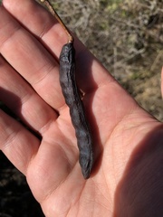 Vachellia astringens