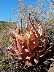 Aloe microstigma microstigma