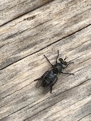 Atomosia melanopogon