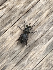 Atomosia melanopogon