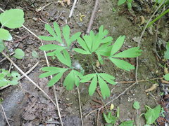 Corydalis solida