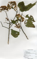 Dombeya kirkii