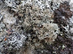 Sphaerophorus fragilis