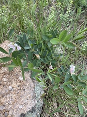 Lathyrus lanszwertii