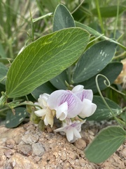 Lathyrus lanszwertii