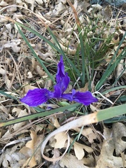 Iris hartwegii australis