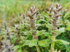 Ajuga genevensis