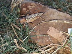 Nastonotus foreli
