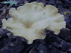 Clitocybe gibba image