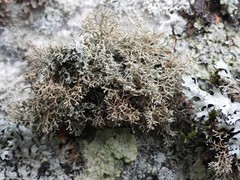 Sphaerophorus fragilis