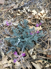 Astragalus leucolobus