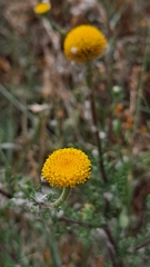 Anacyclus valentinus