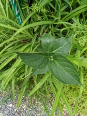 Vincetoxicum rossicum