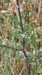 Anacyclus valentinus