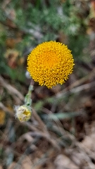 Anacyclus valentinus