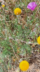 Anacyclus valentinus