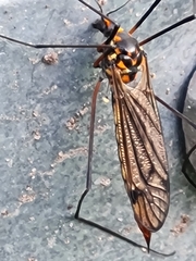 Nephrotoma pratensis